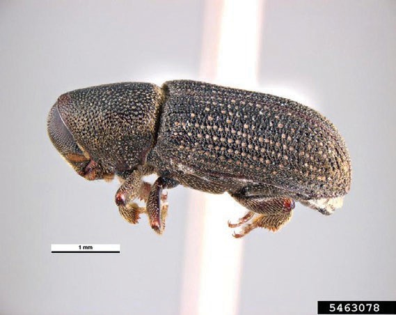 fig 1jpg